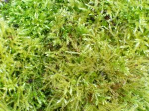 How Humble Moss Healed the Wounds of Thousands in World War I, Science